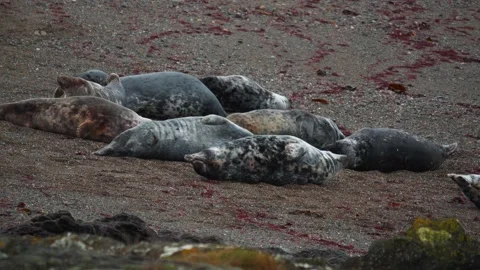 4K group of grey seals resting on a beach in North Wales Видео 235727932