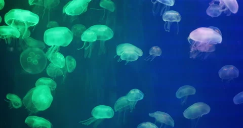 4K Group of Jellyfish . Stock Footage 172285929