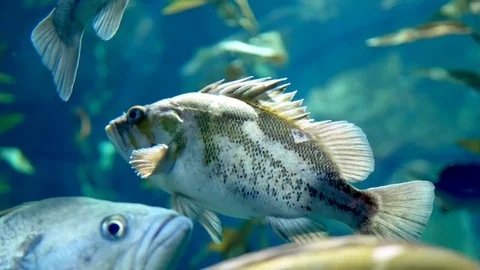 4K Group of Large Fish Underwater, Light Shimmer Kelp Forest, Pacific Northwest Stock Footage 83410411