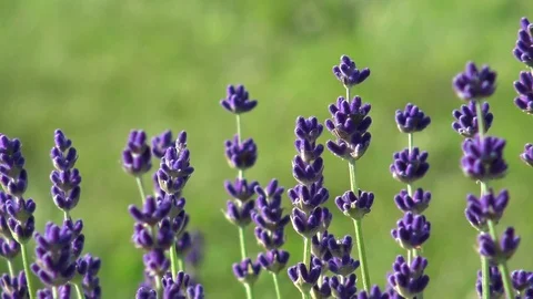 4K group of lavender blowing in the wind pan shot Stock Footage 84246631