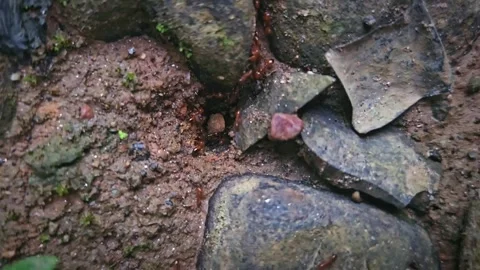 4K - A group of red fire ants migrate carrying food from a hole. Stock Footage 316195070