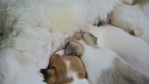 4K Group of small puppies eats milk from a white dog mom Stock Footage 110841281