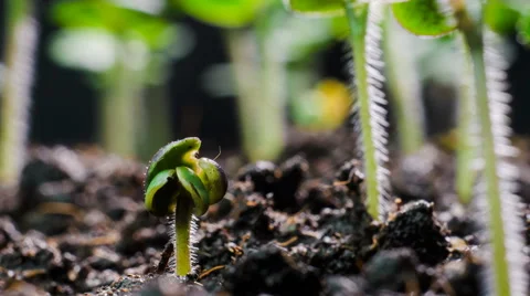 4K Growing Plants Timelapse . Alone Mustard Stock Footage 64897054