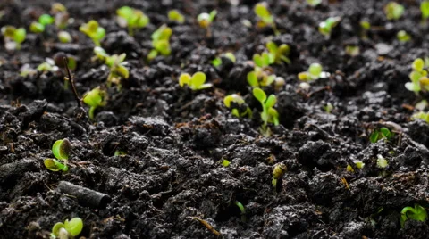 4K Growing Plants Timelapse . Mustard Stock Footage 63610733