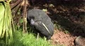 4k Guineafowl very close up sitting under bush 4k or 4k+ Resolution