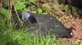 4k Guineafowl very close up sitting under bush 4k or 4k+ Resolution