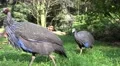 4k Guineafowls close up at a sunny day 4k or 4k+ Resolution