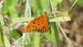 4K Gulf Fritillary (Agraulis vanillae) 1 4k or 4k+ Resolution