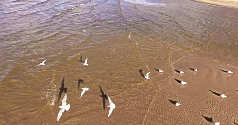 4K - Gulls on the Seashore Video stock 56500764