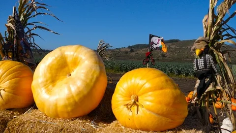 4K, Halloween pumpkins Stock Footage 98756472