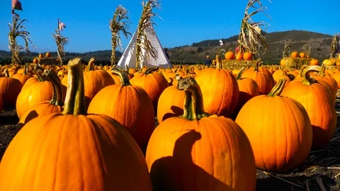 4K, Halloween pumpkins Stock Footage 102376796