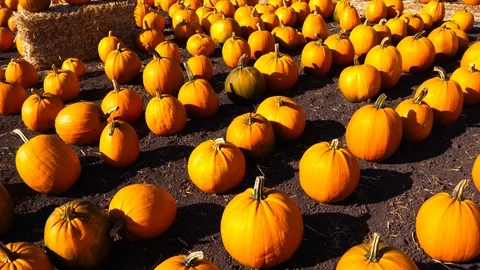 4K, Halloween pumpkins Stock Footage 102376799