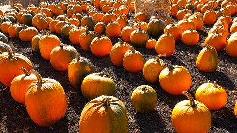 4K, Halloween pumpkins Stock Footage 102376892