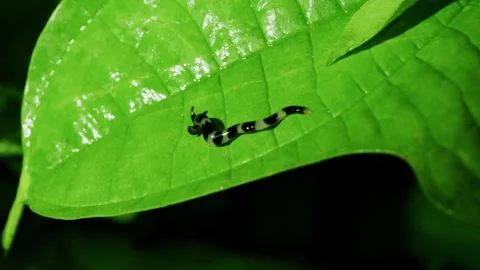 4K Hammerhead Worm, Singapore Stock Footage 337417787