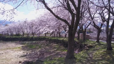 4K Hanami, Sakura Trees In Full Bloom At Mt Fuji Vídeo Stock 81534646
