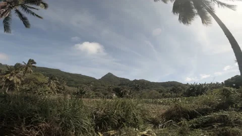 4k hand hold still view at a backroad in tropical Pacific Cook Islands Stock Footage 233674781