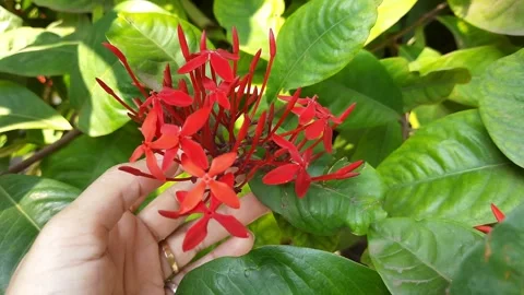 4K Handheld Close-Up of Hand Inspecting and Lifting Red Ixora Flowers Vídeos de archivo 346387048