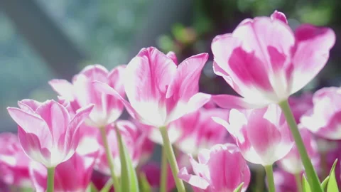 4K Handheld close-up shot of a beautiful pink tulip blooming in the garden Stock Footage 338187825