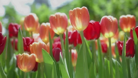 4K Handheld close-up shot of beautiful orange and red tulips blooming Stock Footage 338217583