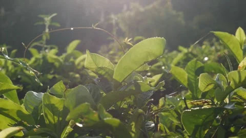 4K handheld pan left of fresh green tea leaves with morning sun flare. Video stock 336711998