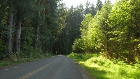 4K Handheld POV Through Dense Pacific Northwest Forest Video stock 109034210