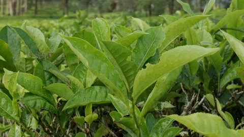 4K handheld static shot of fresh green tea leaves with morning dewdrops. Video stock 336711997