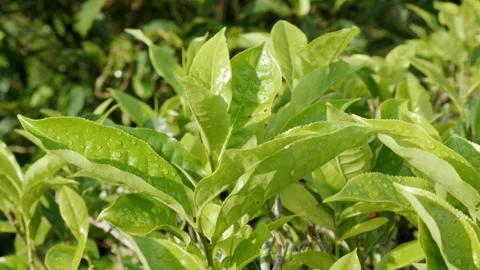 4K handheld static shot of sunlit green tea leaves swaying with morning dew. Stock Footage 336711993
