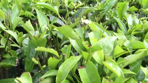 4K Handheld Tracking Shot: Walking Through Lush Green Tea Plantation Vidéo 337878996