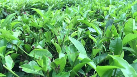 4K Handheld Tracking Shot: Walking Through Lush Green Tea Plantation Stock Footage 337879204