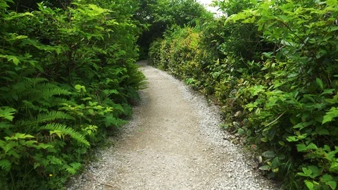 4K Handheld Walking Down Dense Trail in Pacific Northwest Forest Video stock 109138800