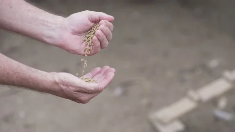 4k Hands Pour Chicken FEED on local homestead farm SLOW Stock Footage 220558573