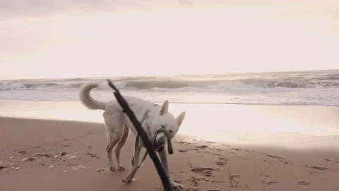 4k Happy young man playing with dog and stick on beach lifestyle steadicam shot Stock Footage 199619280