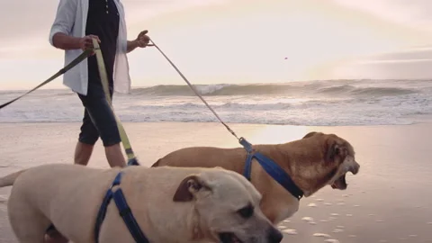 4k Happy young man running/walking with dogs on beach lifestyle steadicam shot a Video stock 199619171