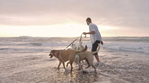 4k Happy young man running/walking with dogs on beach lifestyle steadicam shot a Видео 199619230