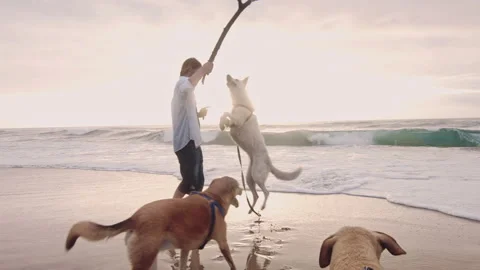 4k Happy young man training dog obedience with dog and stick on beach lifestyle Stock Footage 199619310