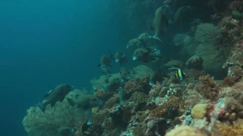 4k Harlequin sweetlips on a coral reef Stock Footage