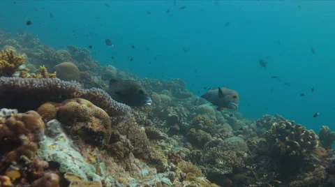 4k Harlequin sweetlips on a coral reef Stock Footage