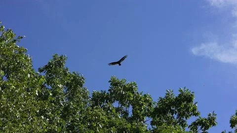 4K Hawk Flying Slow Motion 240FPS 動画素材 167191108