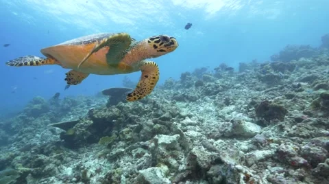 4K | Hawksbill sea turtle swimming toward camera | Maldives Stock Footage