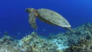 4K Hawksbill Turtle On A Coral Reef Stock Footage