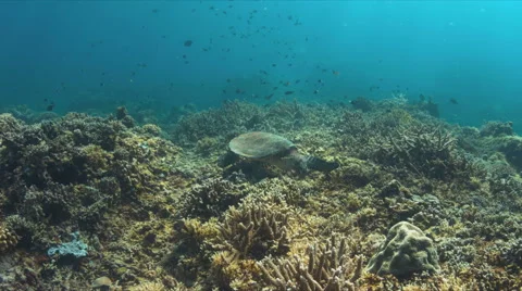 4k Hawksbill turtle on a Coral reef while eating Stock Footage 62563359