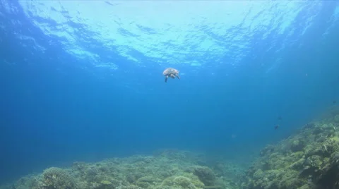 4k Hawksbill turtle swims over a Coral reef Stock Footage 51582920