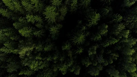 4K HD Aerial view camera moves rising up from green forest. Stock Footage 91430222