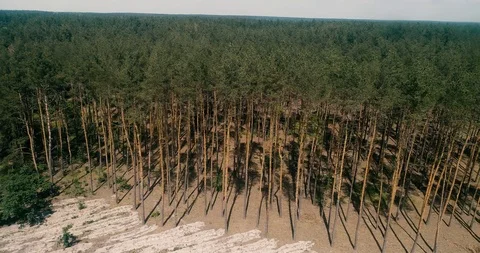 4K HD Aerial view camera moves rising up from green forest of dense mixed tree 스톡 동영상 91561452