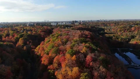4K- HD Drone Flight Over Beautiful Fall Trees Autumn Video stock 142026373