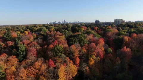 4K- HD Drone Flight Over Beautiful Fall Trees - Autumn In Ontario Canada Stock-Footage 142026374