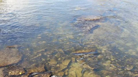 4K- HD Drone Flight Over Water Following a Salmon in Humber River Toronto Video stock 142026405