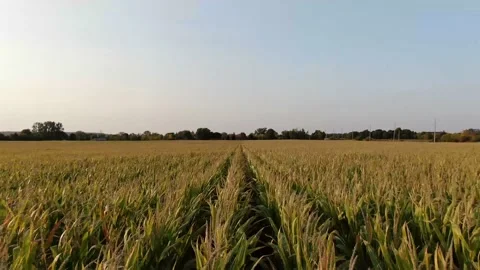 4K- HD Drone Flight Over Parallel to Farm Field Low Altitude Stock Footage 142026424