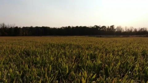 4K- HD Drone Flight Over Farm Field Low Altitude Stock-Footage 142026426