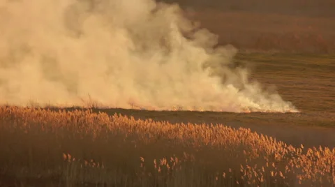 4К &amp; HD - The fire and smoke disaster in the field Stock-Footage 37009787